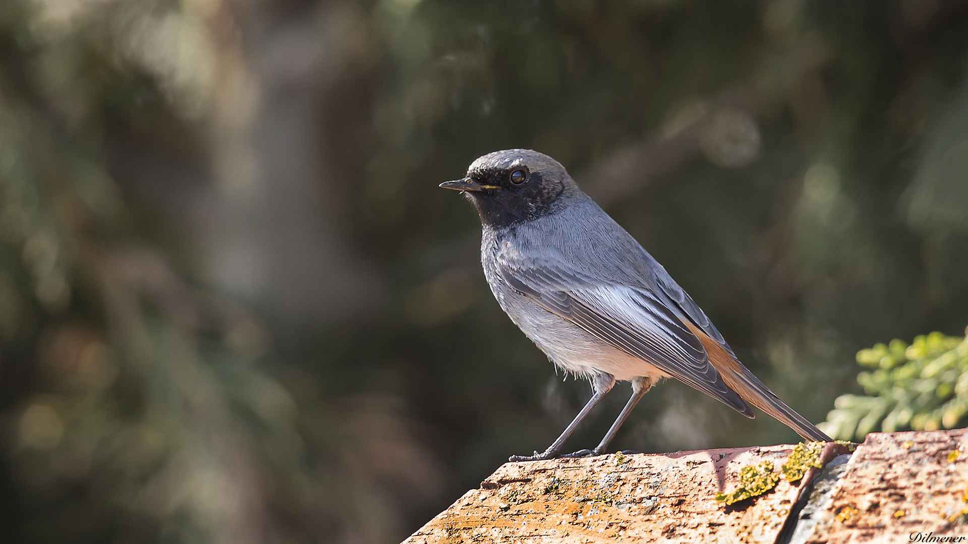 Black Redstart